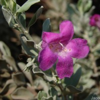 Leucophyllum frutescens (Berland.) I.M.Johnst.
